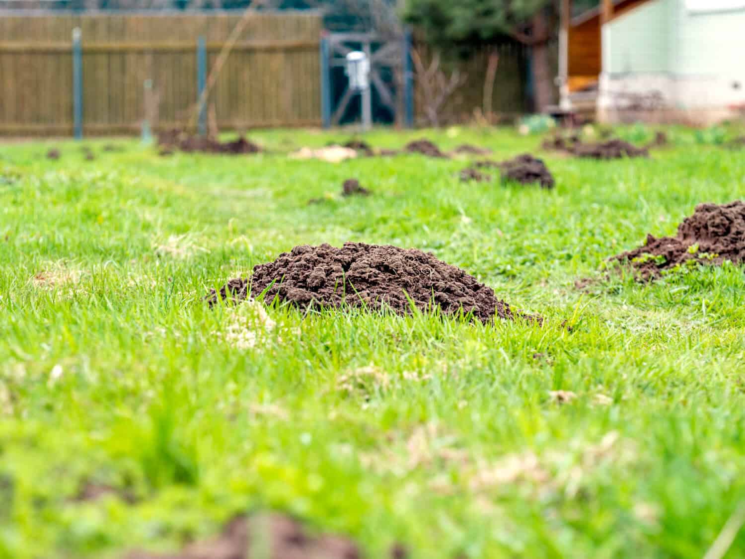 Fresh molehills pushed up through green grass in a back yard
