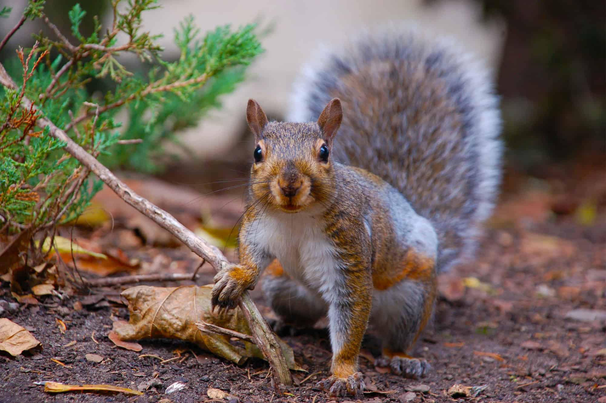 Gray squirrel on the ground among fallen leaves and pine litter beside a house