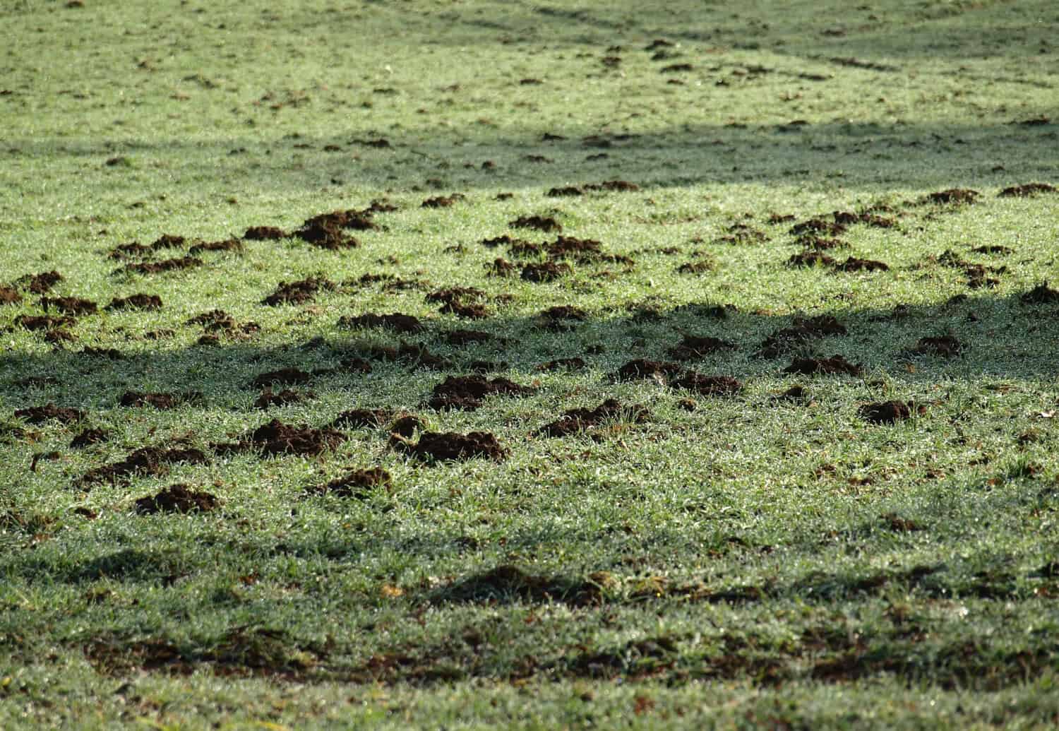 Lawn scattered with plugs of dark soil in curving trails