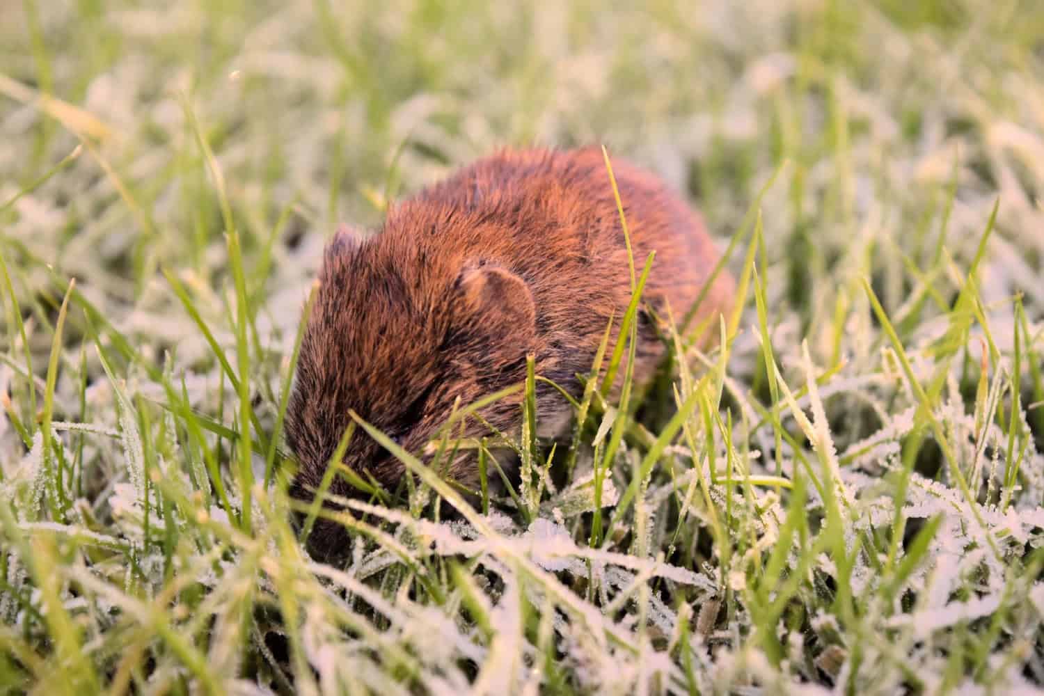 Small reddish vole feeding in frosty morning grass