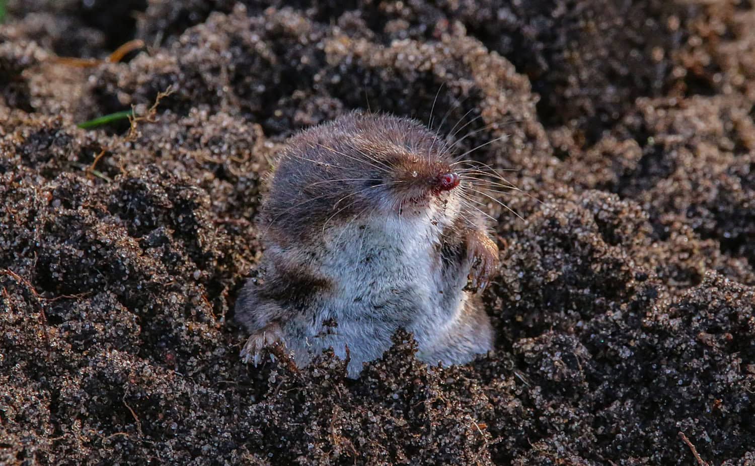 Mole with silvery fur pushing up through dark crumbly soil