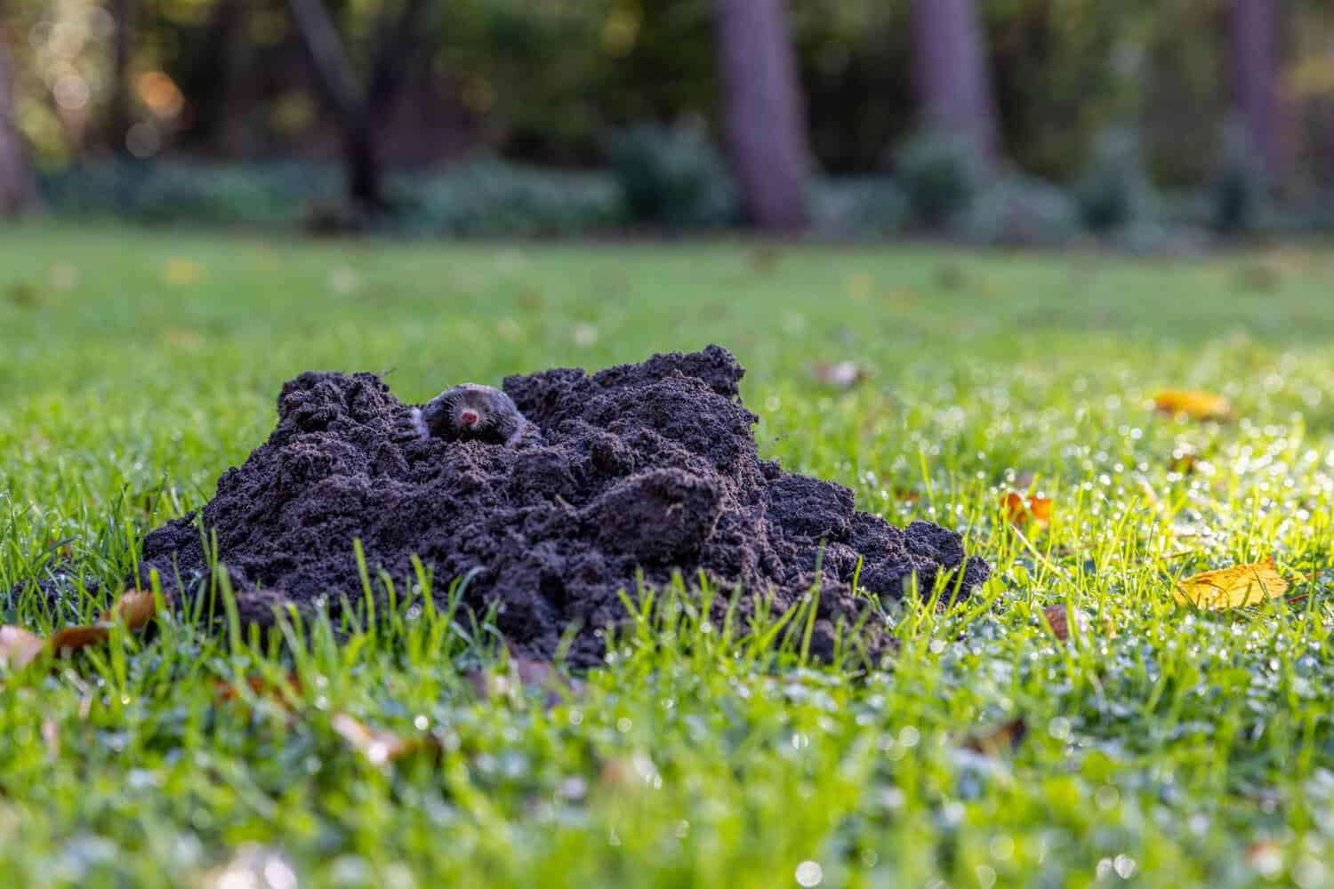 Dark mound of fresh soil on a shaded green lawn