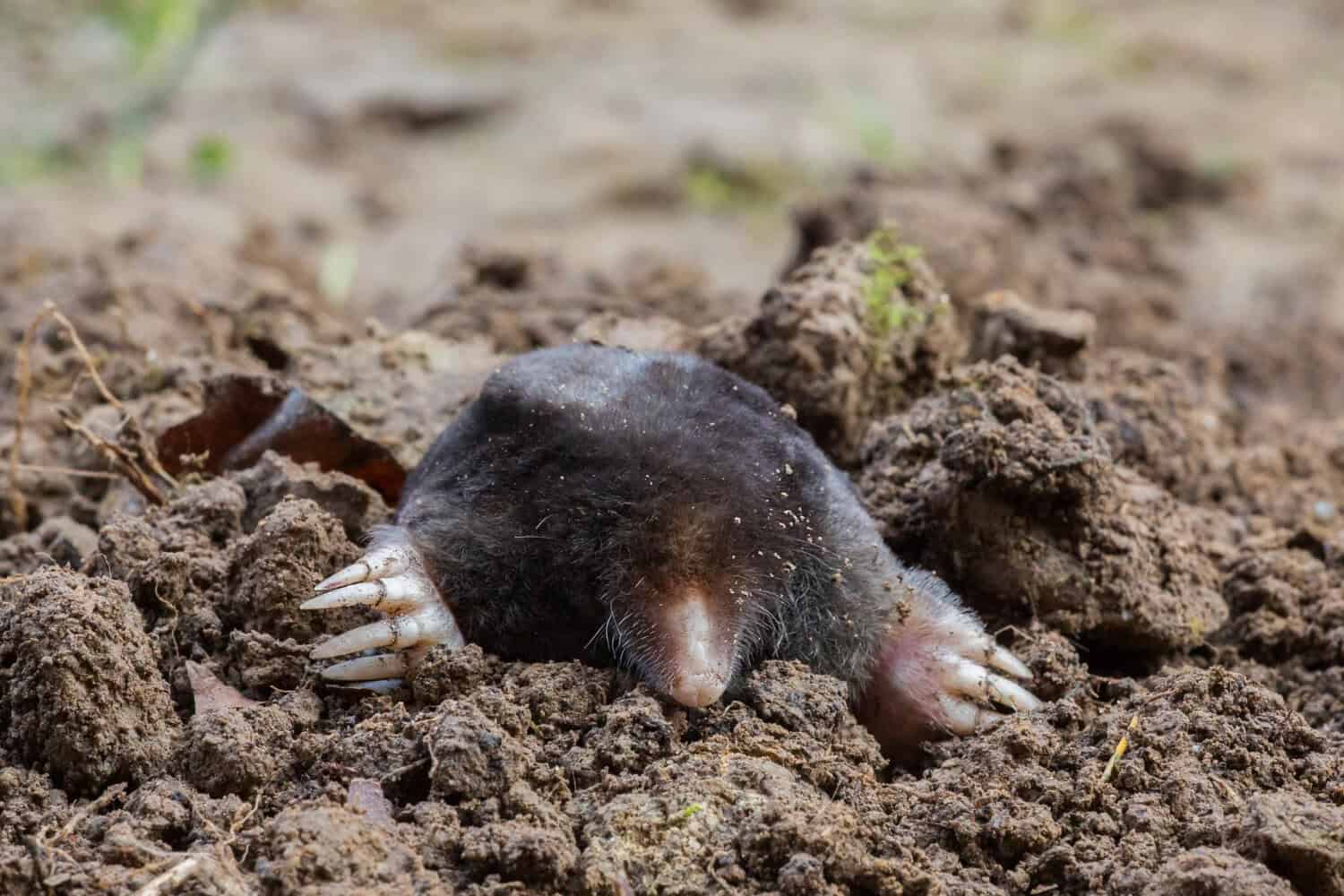 Mole digging through crumbly brown soil with claws extended