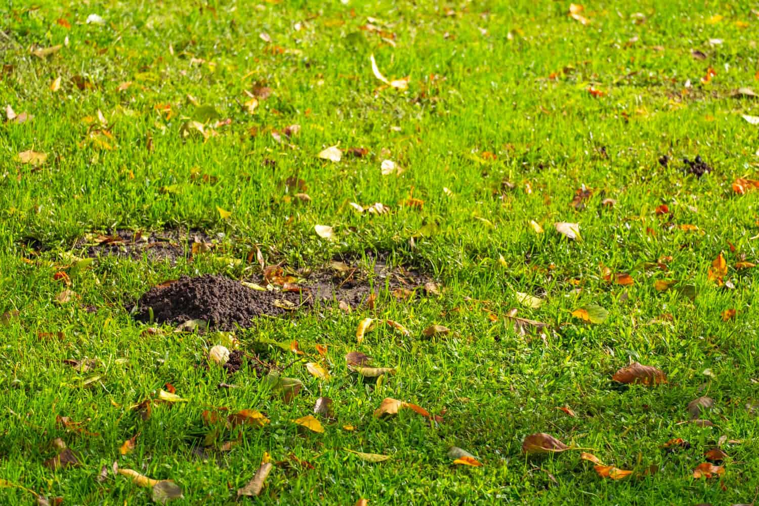 Flattened patch of dark soil on a lawn scattered with fallen leaves