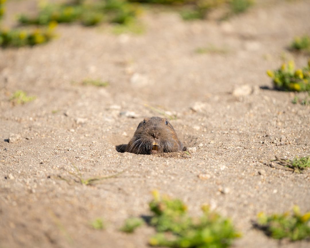 Small burrowing animal peeking out of a hole in bare sandy ground
