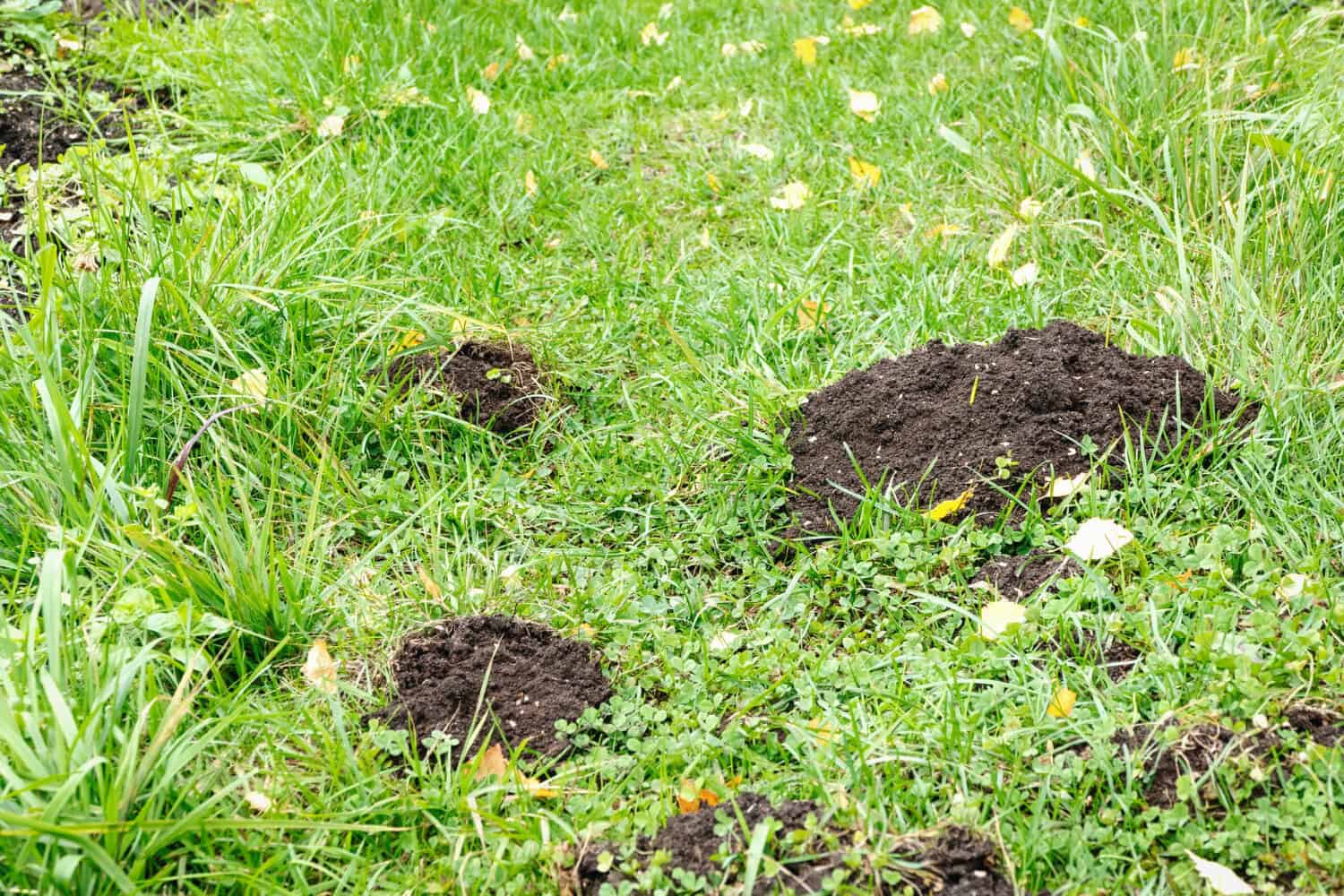 Two fresh molehills of crumbled soil breaking through patchy grass