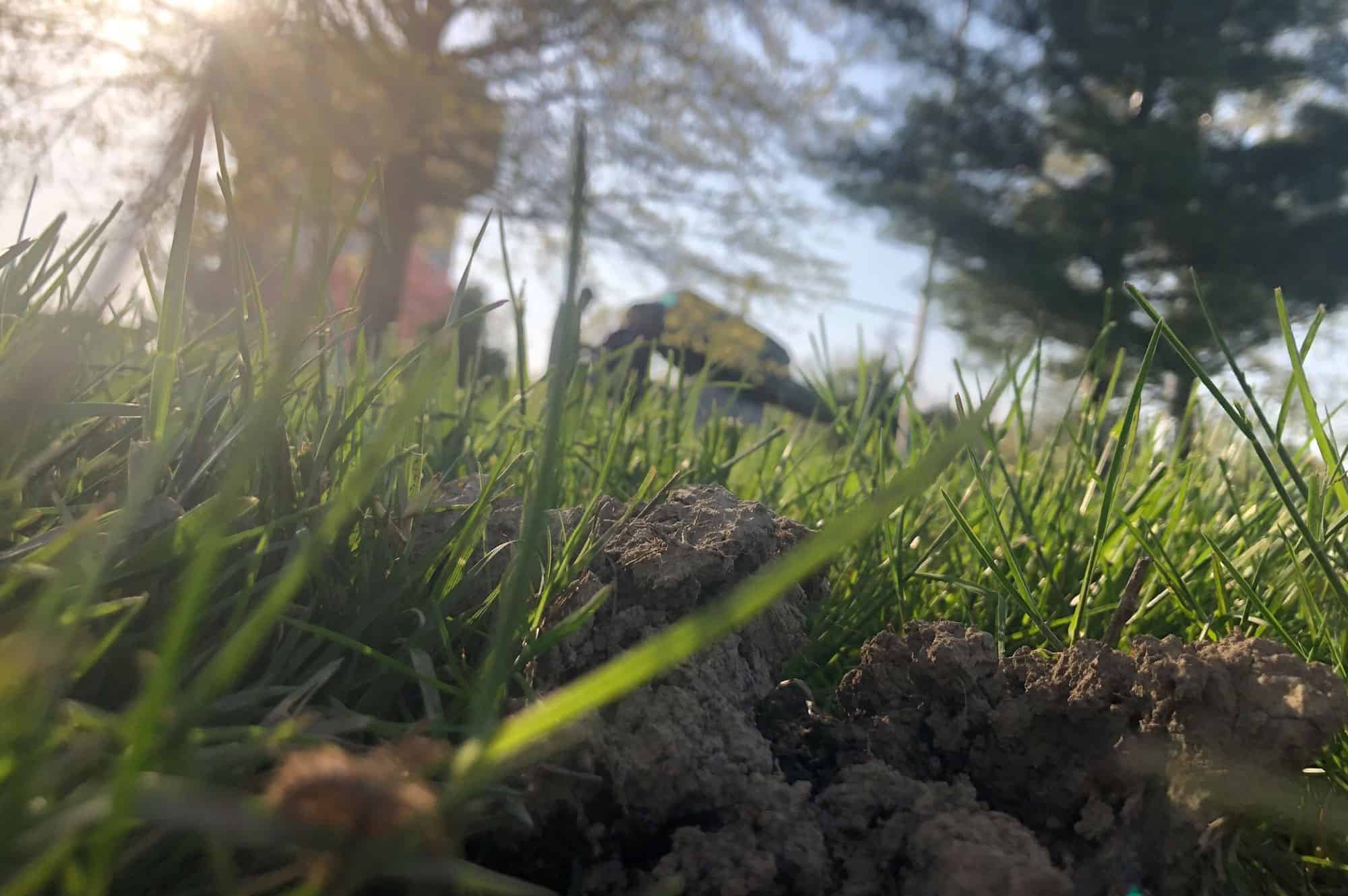 Ground level view of torn up soil between blades of grass