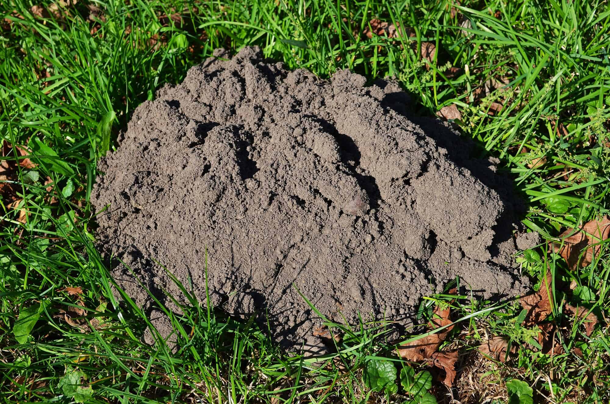 Single large mound of dark soil sitting in the middle of a green lawn