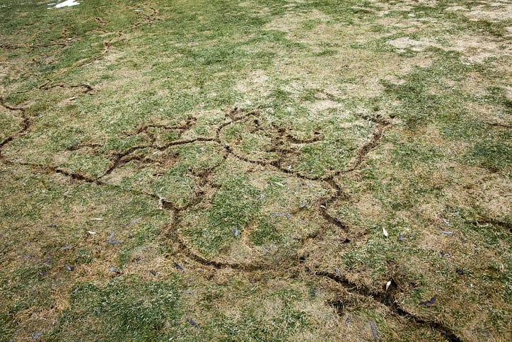 Winding vole surface runways chewed through a Kentucky lawn, the damage that appears as snow melts in spring