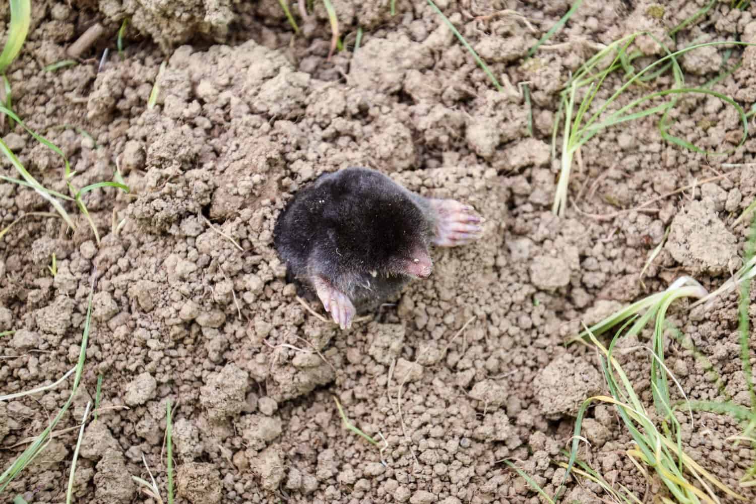 Mole clambering over dry clumps of tilled earth