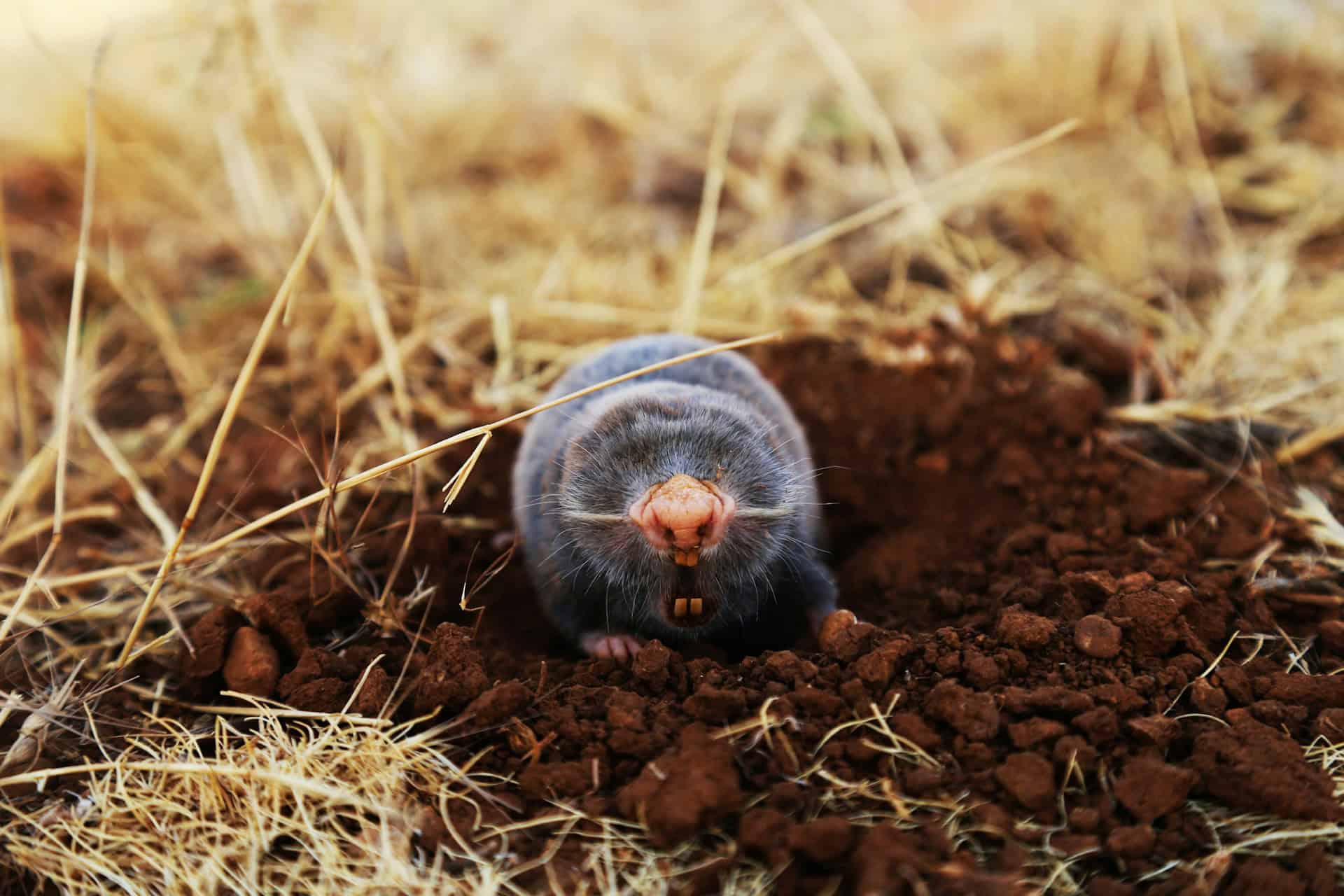 Mole nose poking out of dry ground littered with straw