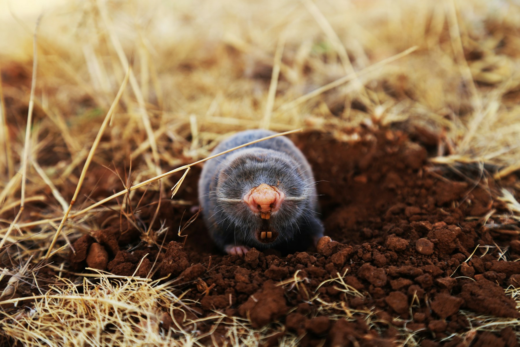 A mole pushing up out of a molehill in a grassy yard, its eyes hidden in dense fur and its pink snout leading the way