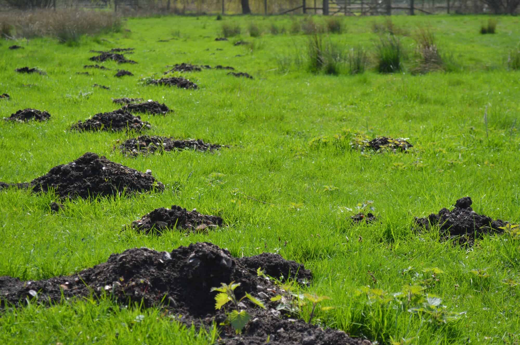 Line of dark molehills crossing a green field toward a fence