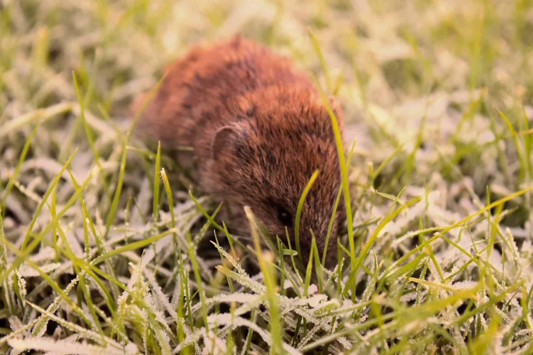Reddish brown vole hunched in frost covered grass