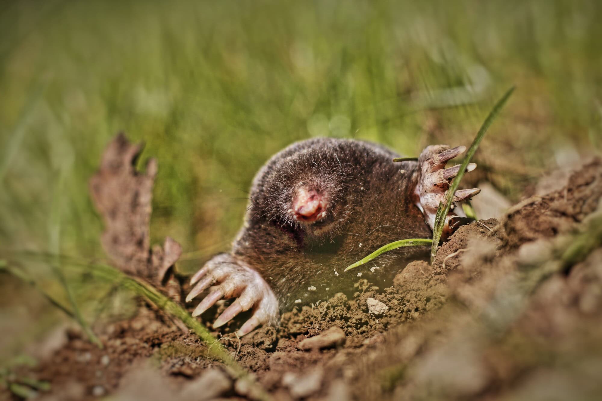 Mole surfacing through green grass, claws out and pink snout leading