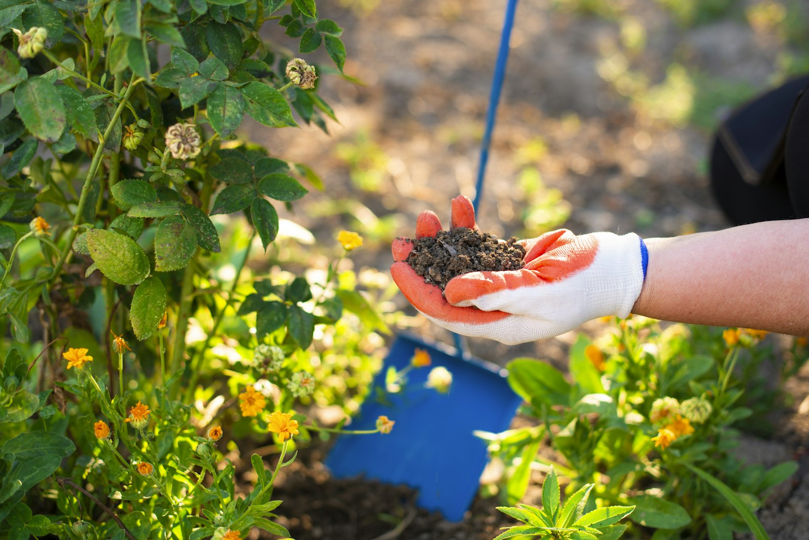 Gloved hand holding a handful of dark crumbly material over a flowerbed, the way homeowners spread mole home remedies in the yard