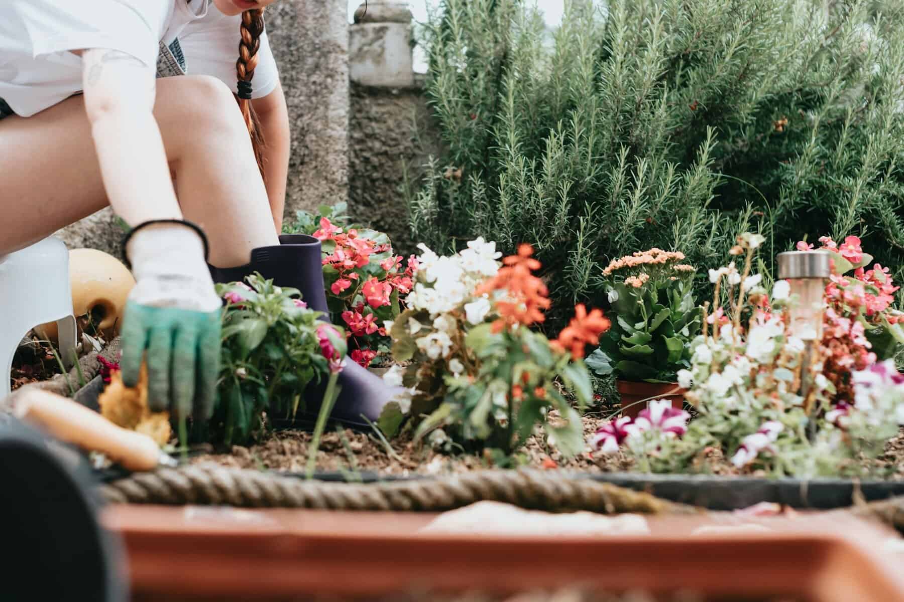 Gardener in gloves tending a planter box full of flowering plants
