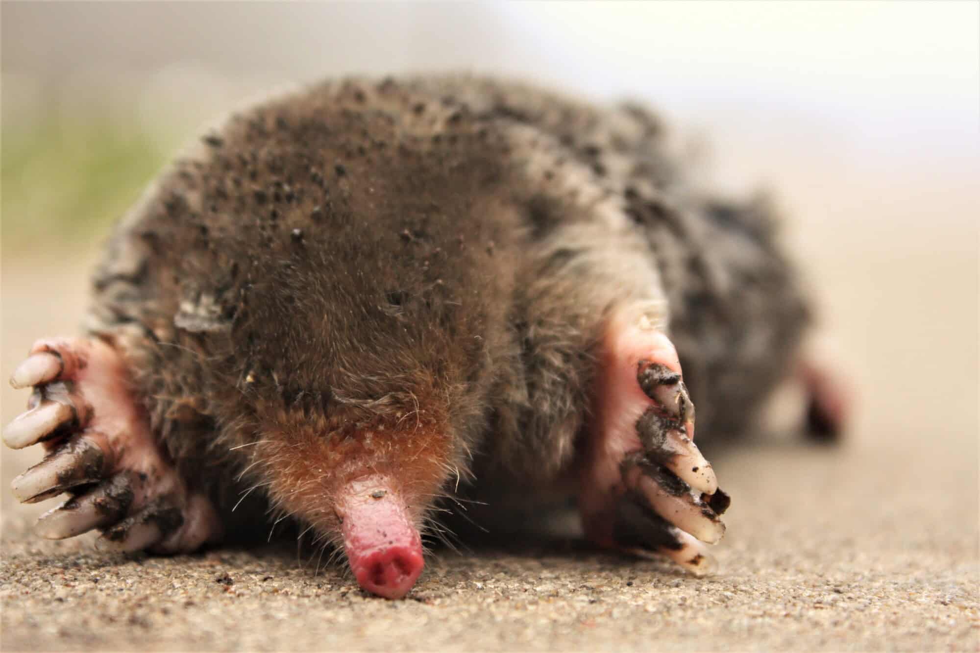Mole caught out in the open, crossing bare pavement