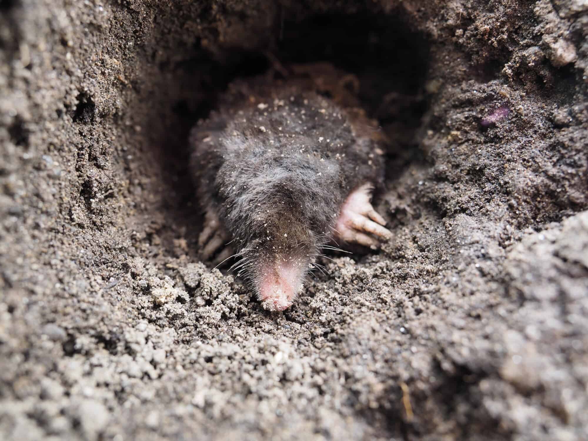 Mole climbing down over grey rocky soil with claws spread wide