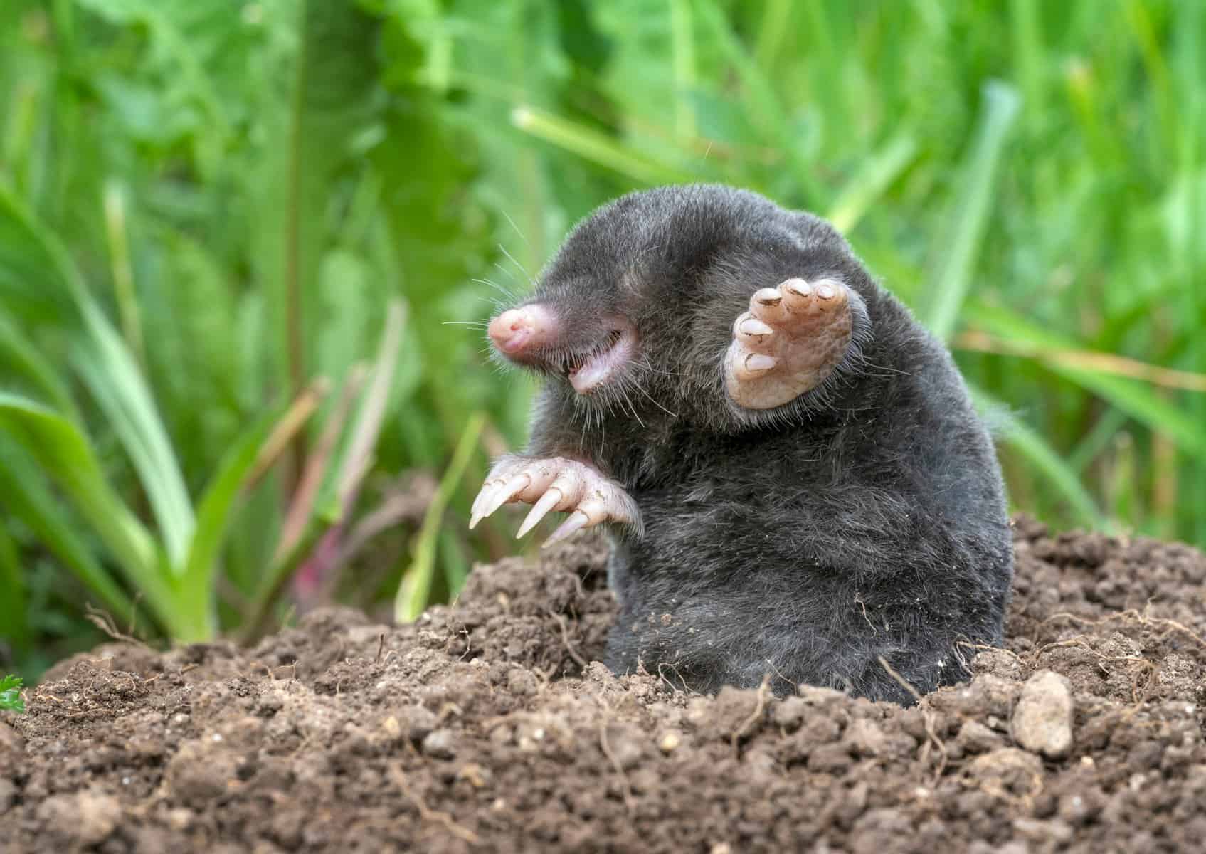 Mole pausing at the edge of its hole among weeds and grass