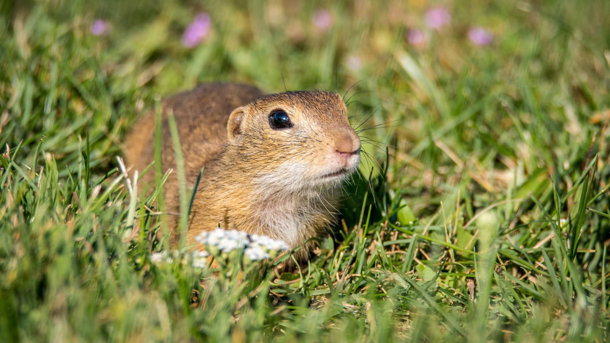 Gopher sitting low in the grass beside small wildflowers