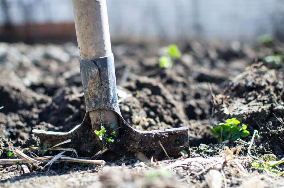 Shovel blade sunk into dark garden soil between young seedlings