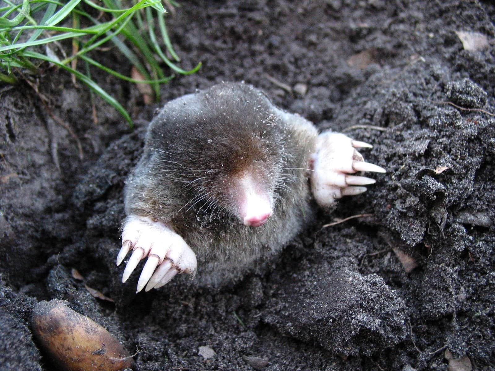 Mole climbing out of its tunnel, long white claws first