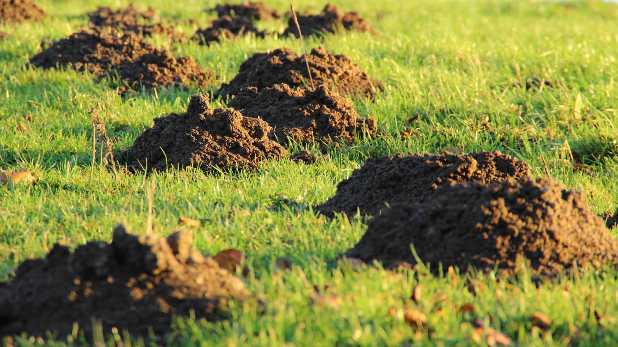 Cluster of large molehills in golden evening light