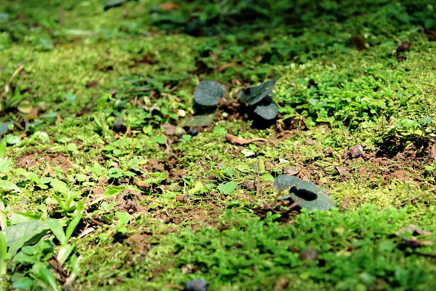 Low ground cover and moss spreading across a shaded garden bed