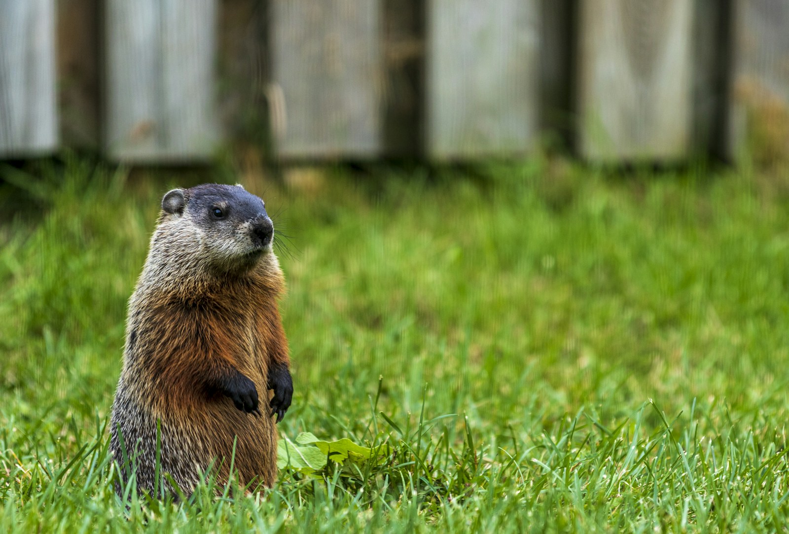 Groundhog standing upright in green backyard grass in front of a wooden privacy fence, the kind of yard where burrow holes appear