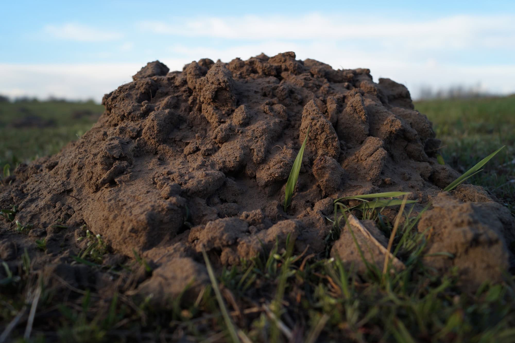 Fresh mound of crumbled soil pushed up through a grassy field