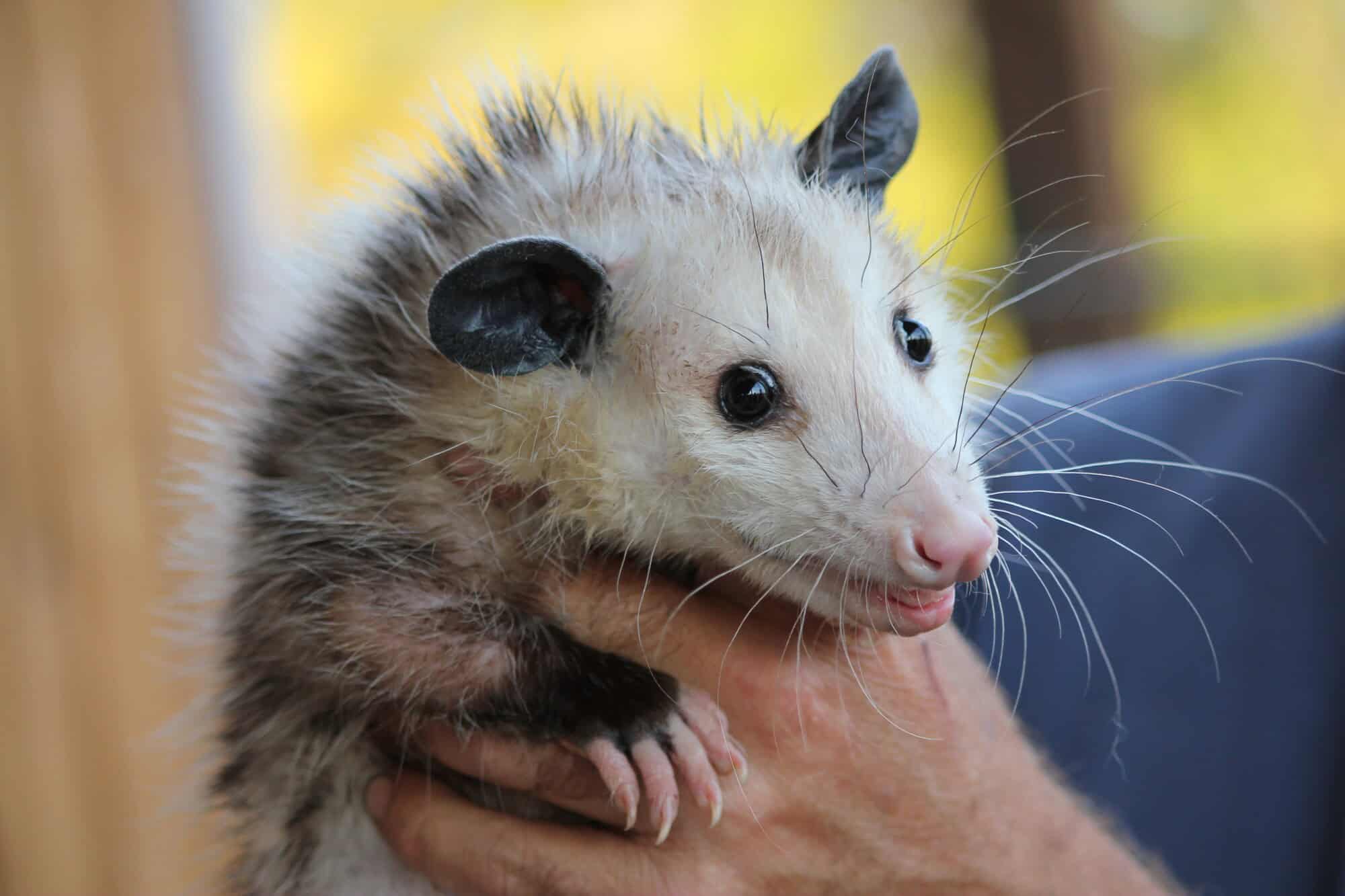 Young opossum being held gently in a person's hands