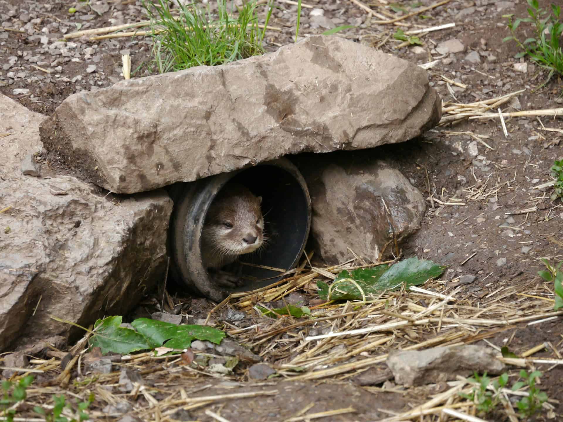 Small animal sheltering inside a pipe beneath a stone slab