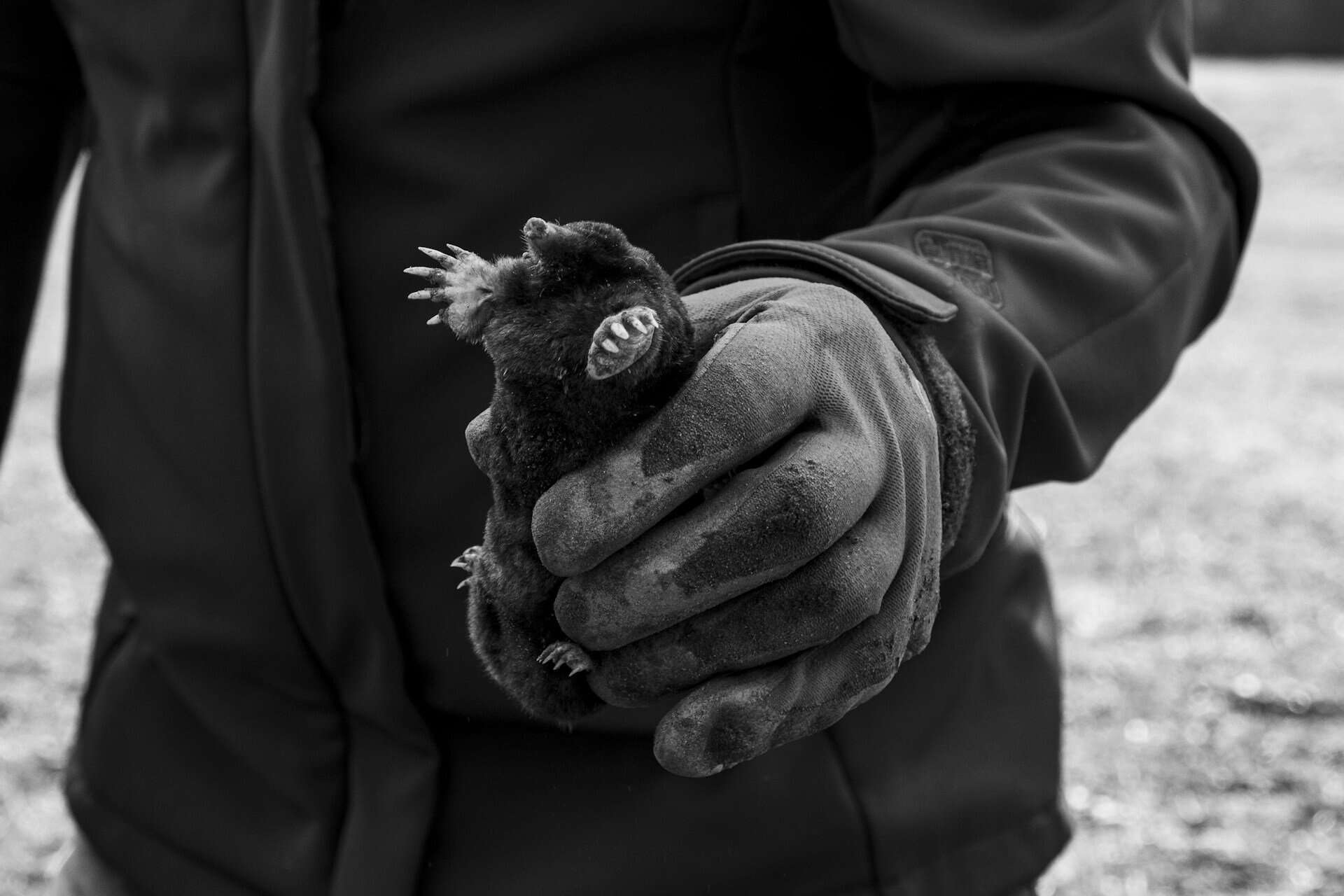Gloved hand gently holding a mole, photographed in black and white