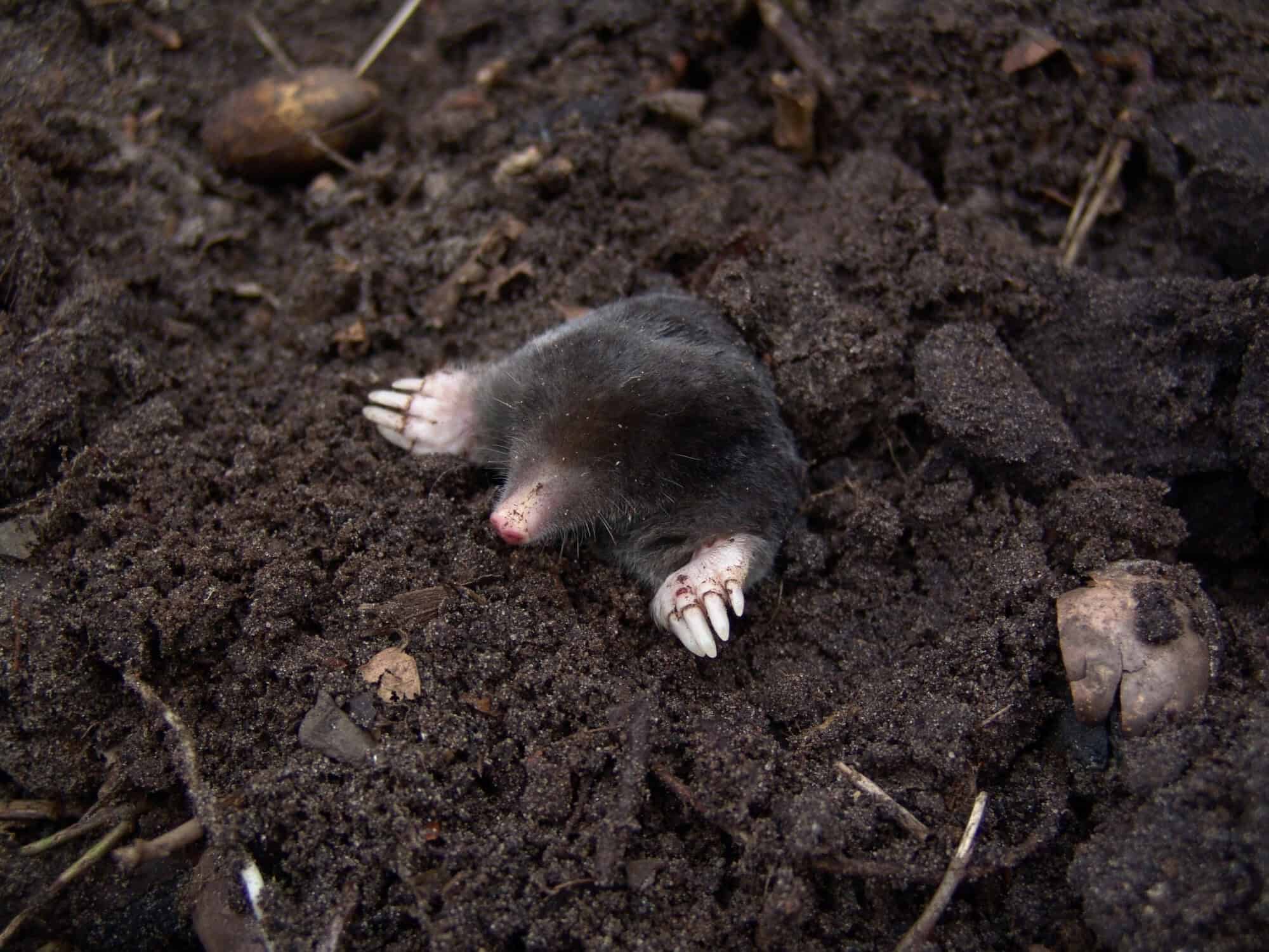 Mole pushing out of dark tilled soil with pale claws showing