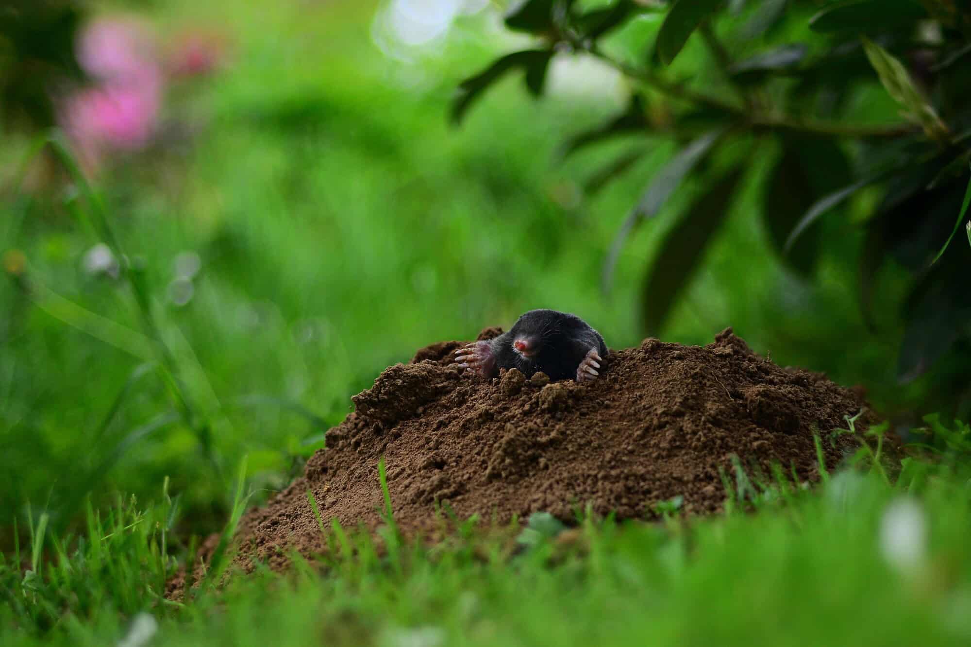 Mole peering over the top of a large molehill beside a flower bed