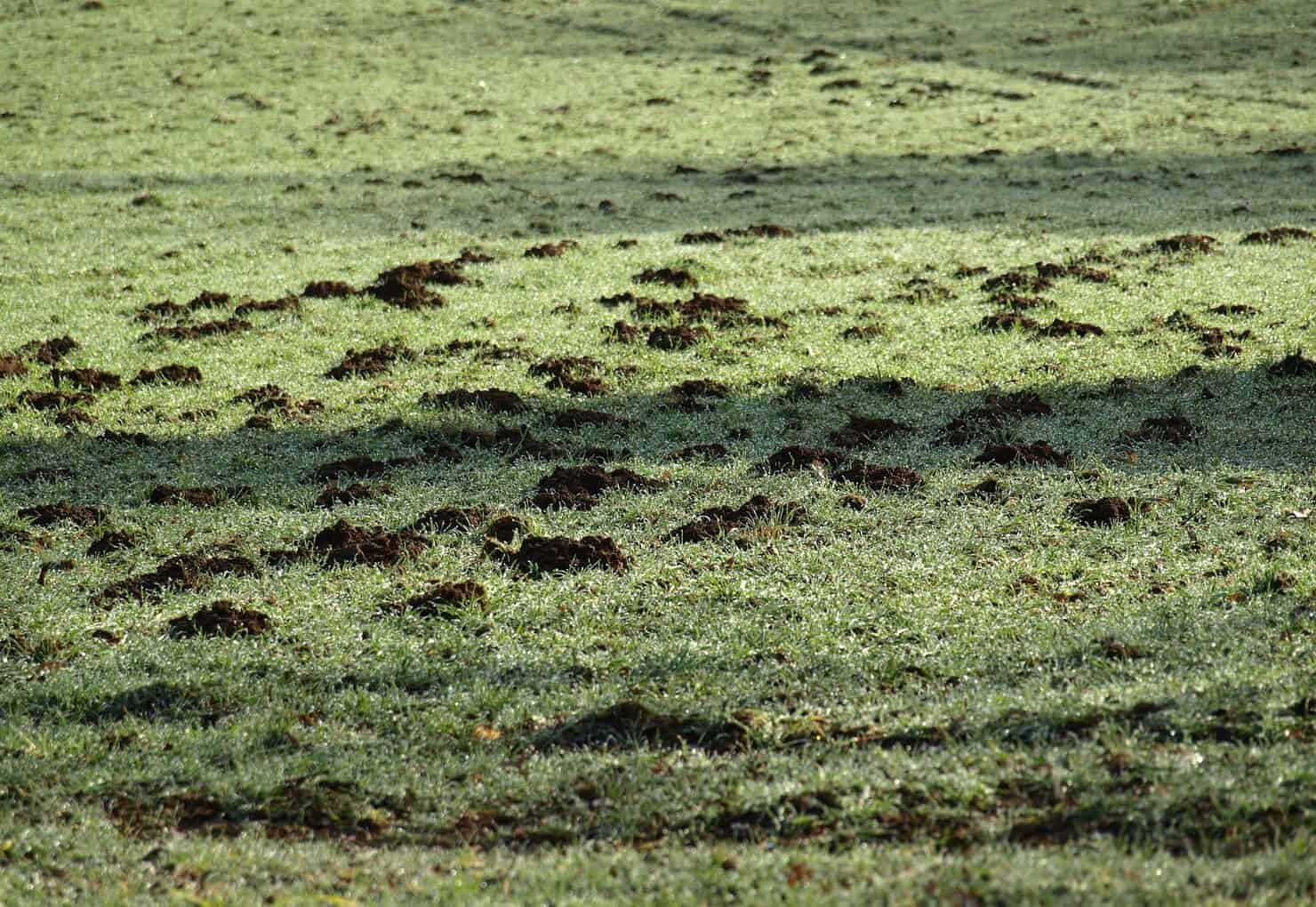 Playing field pocked with mounds and winding trails of dark soil
