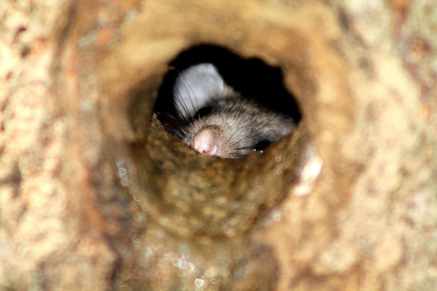 Small rodent peering out from inside a rounded burrow entrance