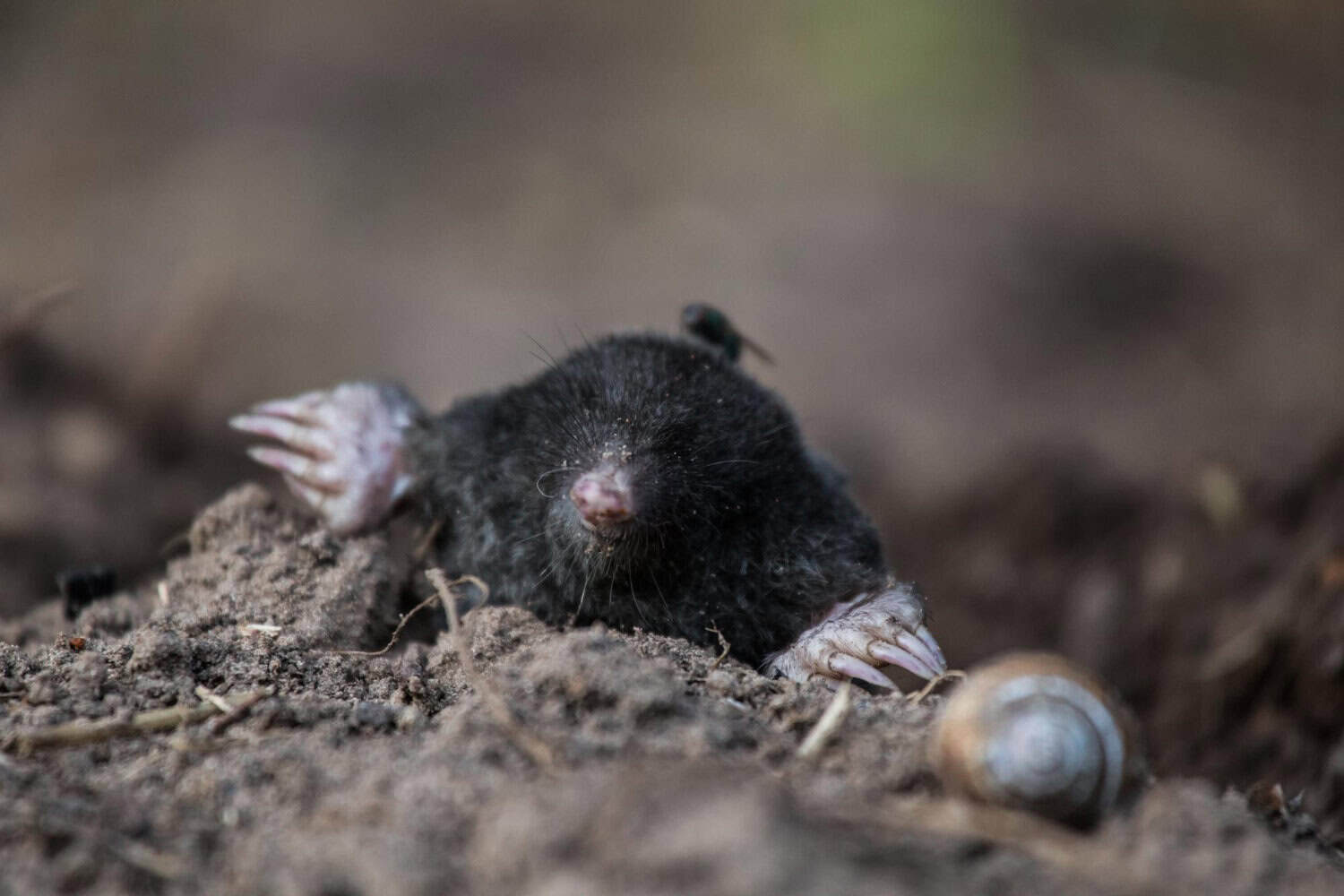 Mole emerging from the soil beside an empty snail shell