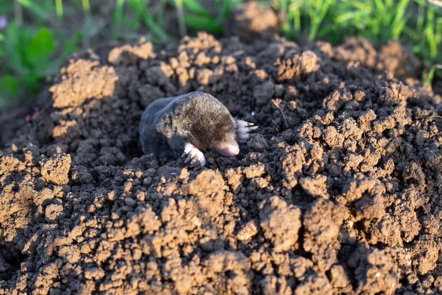 Mole breaking the surface of a mound of freshly dug soil