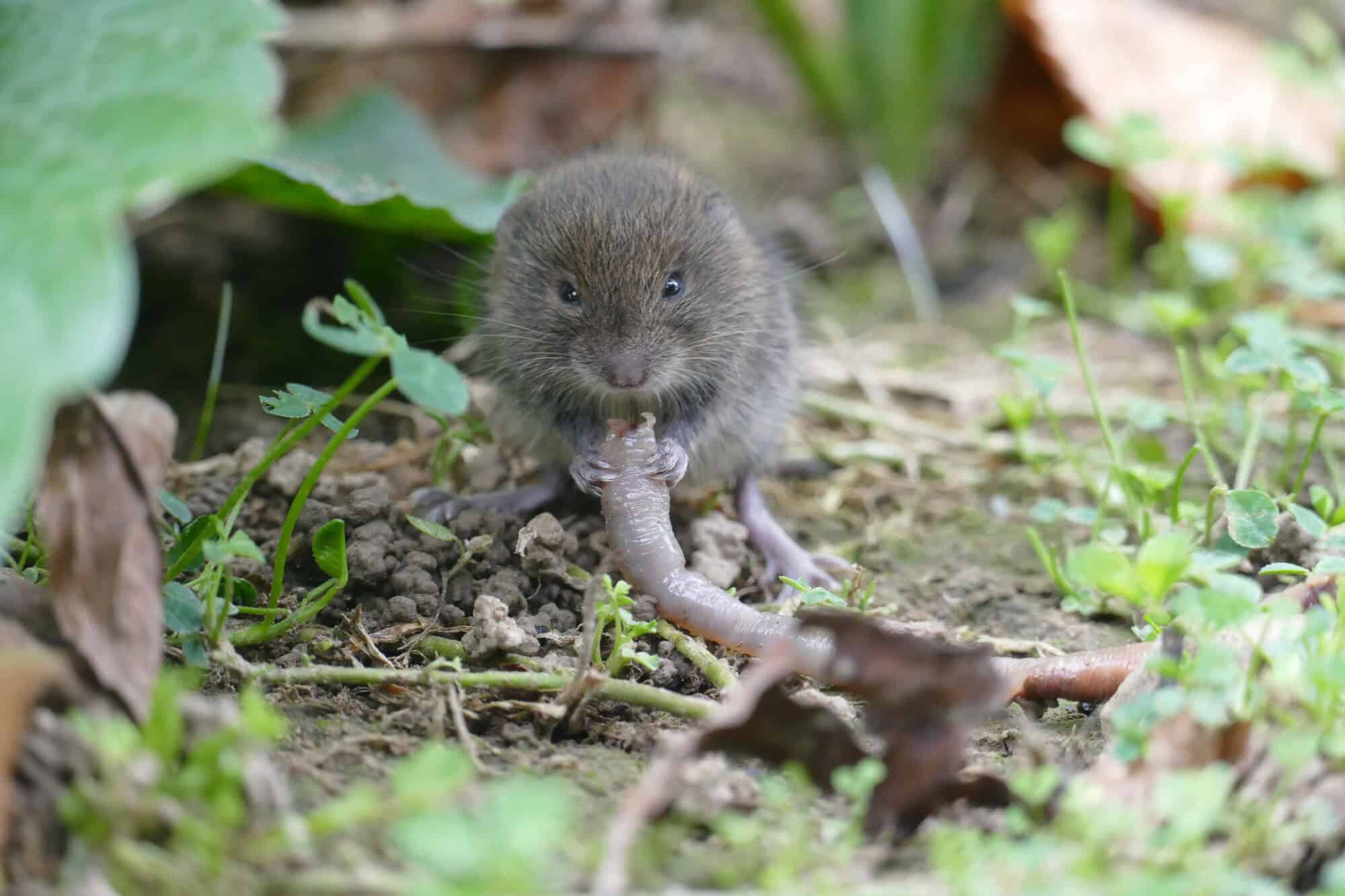 Vole feeding at ground level among leaves and stems, showing the blunt nose and visible eyes that separate a vole from a mole