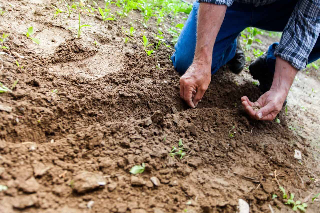 Gardener kneeling to set young plants into freshly turned soil