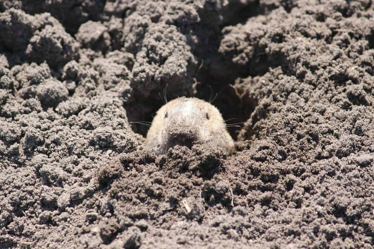 Pale furred burrowing animal peeking up from churned dark soil