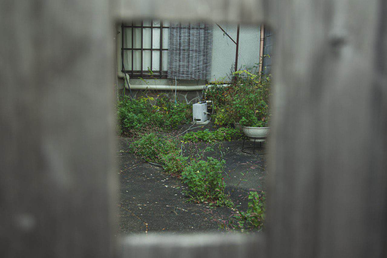 View through a gap in a wooden fence into an overgrown back yard