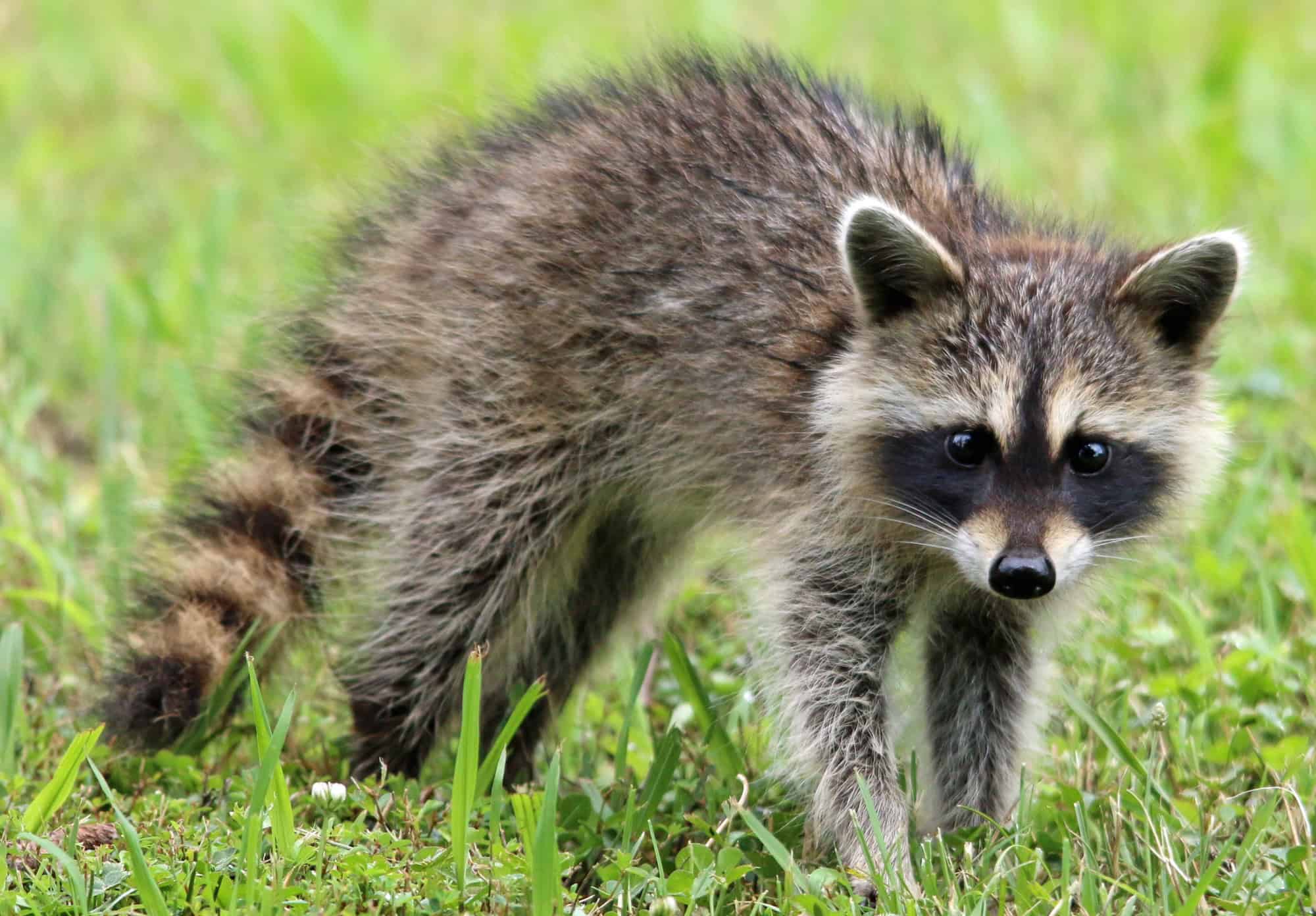 Young raccoon walking through green grass