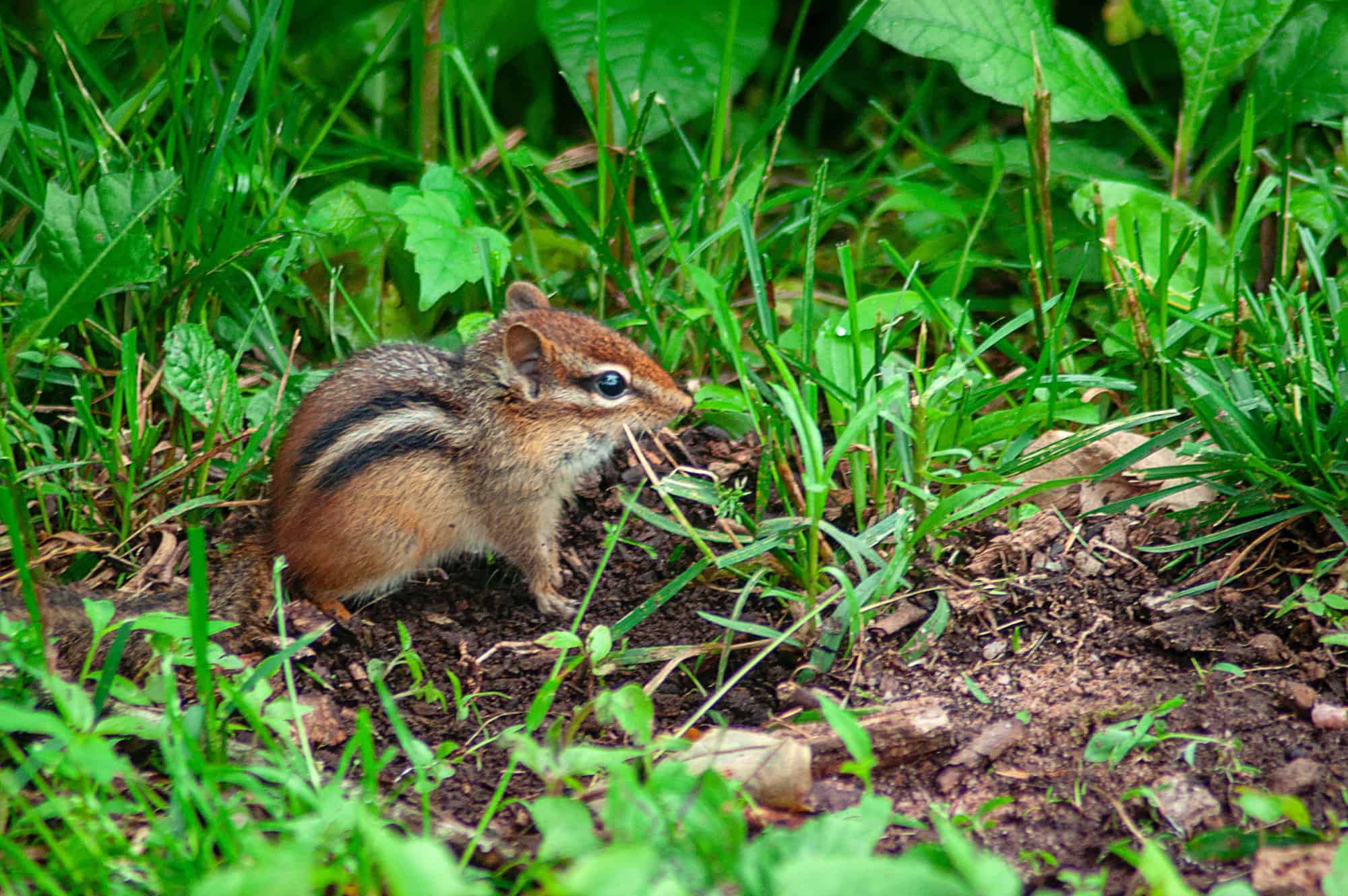 Eastern chipmunk foraging through lush green undergrowth