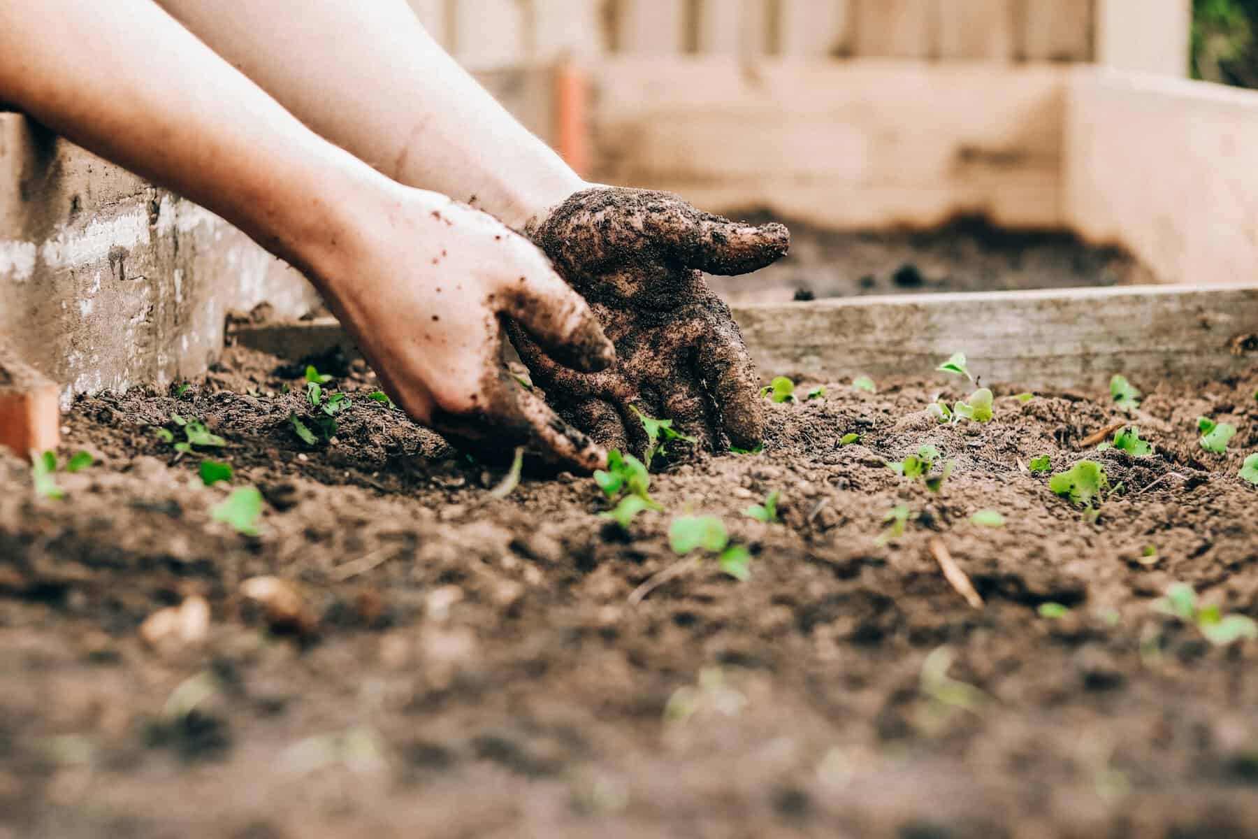 Hands working dark soil in a raised garden bed
