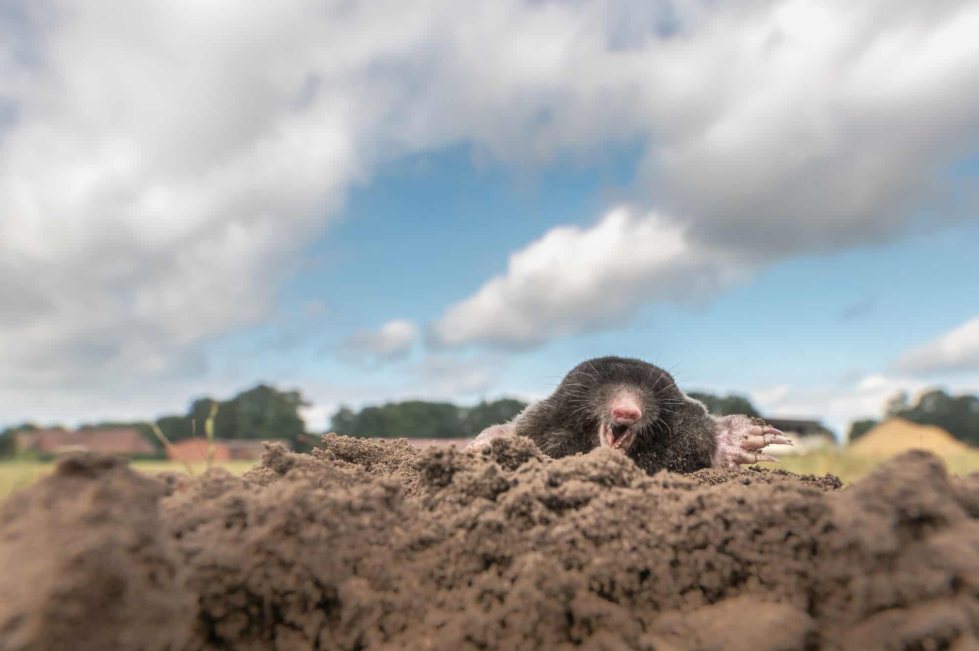 Mole emerging from a mound of soil under a dramatic cloudy sky
