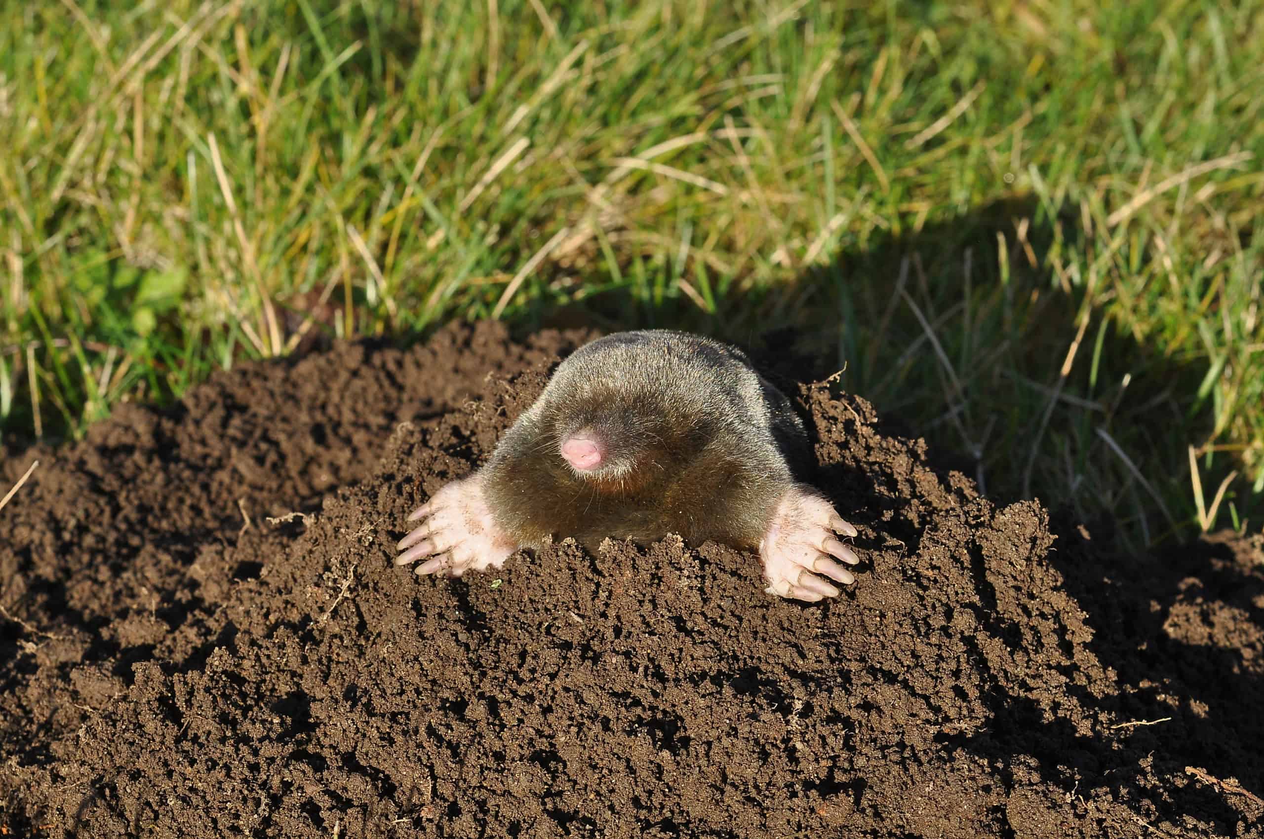Mole sprawled on top of a fresh molehill with both front claws spread