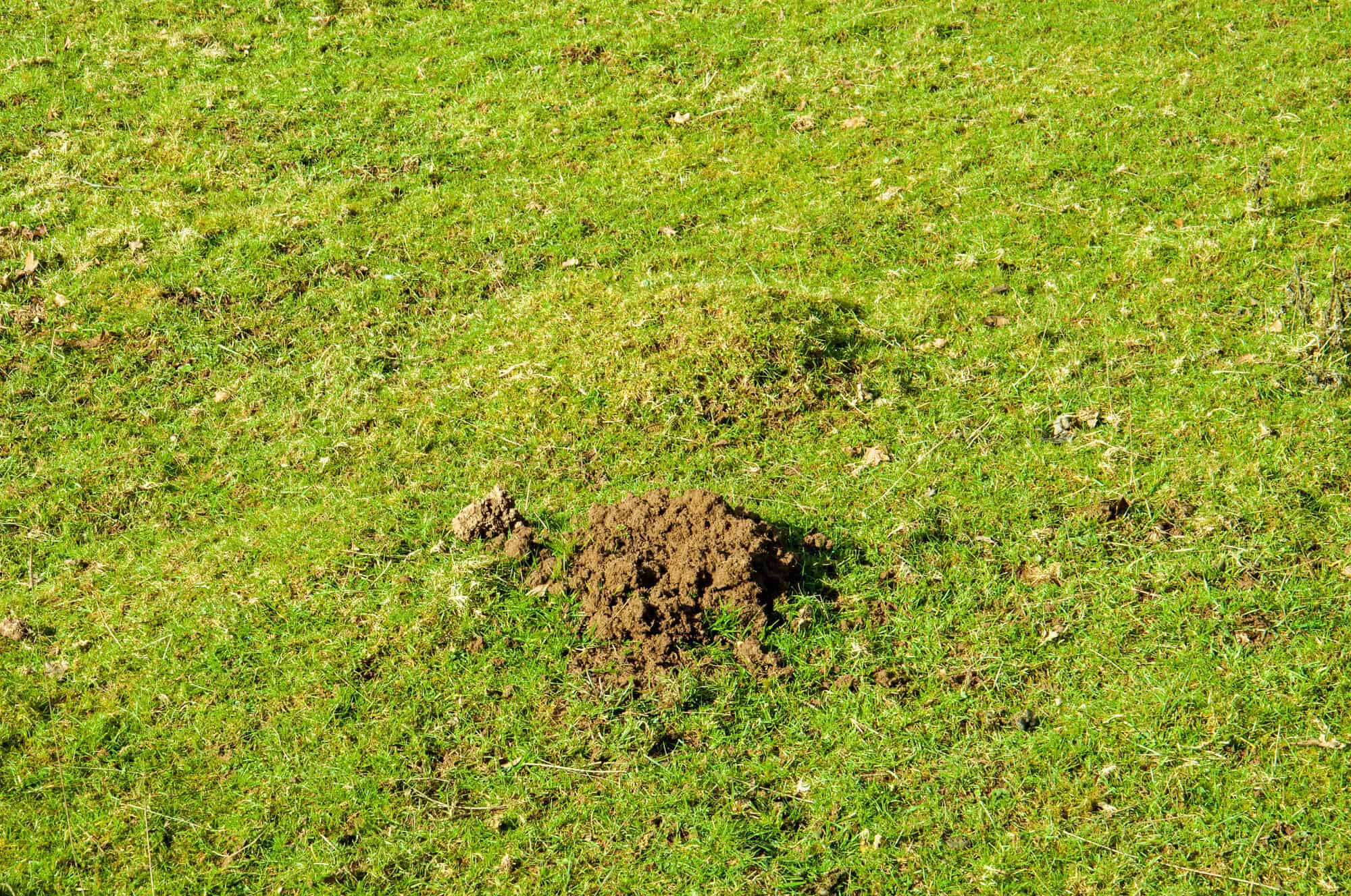 Low mound of fresh soil pushed up through short grass